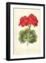 Scarlet Geranium-Frederick Edward Hulme-Framed Giclee Print