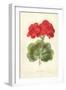 Scarlet Geranium-Frederick Edward Hulme-Framed Giclee Print