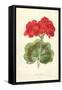 Scarlet Geranium-Frederick Edward Hulme-Framed Stretched Canvas