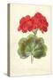 Scarlet Geranium-Frederick Edward Hulme-Stretched Canvas