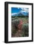 Scarlet gilia, Grand Tetons, Grand Teton National Park, Wyoming, USA-Roddy Scheer-Framed Photographic Print