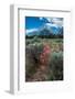 Scarlet gilia, Grand Tetons, Grand Teton National Park, Wyoming, USA-Roddy Scheer-Framed Photographic Print