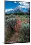 Scarlet gilia, Grand Tetons, Grand Teton National Park, Wyoming, USA-Roddy Scheer-Mounted Photographic Print