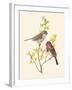 Scarlet Grosbeak-Anatole Marlin-Framed Giclee Print