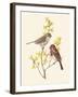 Scarlet Grosbeak-Anatole Marlin-Framed Giclee Print