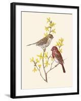 Scarlet Grosbeak-Anatole Marlin-Framed Giclee Print