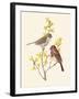 Scarlet Grosbeak-Anatole Marlin-Framed Giclee Print