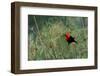 Scarlet-headed blackbird-Ken Archer-Framed Photographic Print