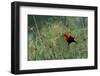 Scarlet-headed blackbird-Ken Archer-Framed Photographic Print