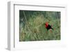 Scarlet-headed blackbird-Ken Archer-Framed Photographic Print