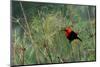 Scarlet-headed blackbird-Ken Archer-Mounted Photographic Print