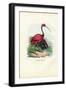 Scarlet Ibis, 1863-79-Raimundo Petraroja-Framed Giclee Print