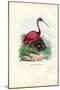 Scarlet Ibis, 1863-79-Raimundo Petraroja-Mounted Giclee Print