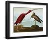Scarlet Ibis (Eudocimus Ruber), Plate Cccxcvii, from 'The Birds of America'-John James Audubon-Framed Giclee Print
