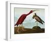 Scarlet Ibis (Eudocimus Ruber), Plate Cccxcvii, from 'The Birds of America'-John James Audubon-Framed Giclee Print