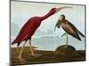 Scarlet Ibis (Eudocimus Ruber), Plate Cccxcvii, from 'The Birds of America'-John James Audubon-Mounted Giclee Print