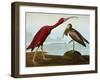 Scarlet Ibis (Eudocimus Ruber), Plate Cccxcvii, from 'The Birds of America'-John James Audubon-Framed Giclee Print