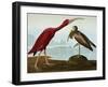 Scarlet Ibis (Eudocimus Ruber), Plate Cccxcvii, from 'The Birds of America'-John James Audubon-Framed Giclee Print