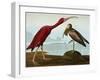 Scarlet Ibis (Eudocimus Ruber), Plate Cccxcvii, from 'The Birds of America'-John James Audubon-Framed Giclee Print