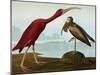 Scarlet Ibis (Eudocimus Ruber), Plate Cccxcvii, from 'The Birds of America'-John James Audubon-Mounted Giclee Print