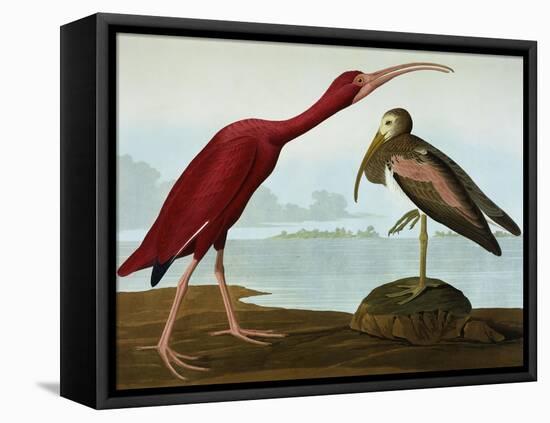 Scarlet Ibis (Eudocimus Ruber), Plate Cccxcvii, from 'The Birds of America'-John James Audubon-Framed Stretched Canvas