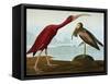 Scarlet Ibis (Eudocimus Ruber), Plate Cccxcvii, from 'The Birds of America'-John James Audubon-Framed Stretched Canvas