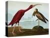 Scarlet Ibis (Eudocimus Ruber), Plate Cccxcvii, from 'The Birds of America'-John James Audubon-Stretched Canvas