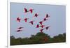 Scarlet Ibis Flock-Ken Archer-Framed Photographic Print