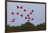 Scarlet Ibis Flock-Ken Archer-Framed Photographic Print