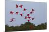 Scarlet Ibis Flock-Ken Archer-Mounted Photographic Print