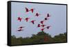 Scarlet Ibis Flock-Ken Archer-Framed Stretched Canvas