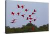 Scarlet Ibis Flock-Ken Archer-Stretched Canvas