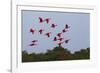 Scarlet Ibis Flock-Ken Archer-Framed Photographic Print