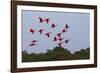 Scarlet Ibis Flock-Ken Archer-Framed Photographic Print