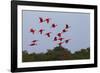 Scarlet Ibis Flock-Ken Archer-Framed Photographic Print