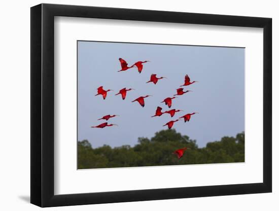 Scarlet Ibis Flock-Ken Archer-Framed Photographic Print