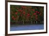 Scarlet Ibis flock-Ken Archer-Framed Photographic Print