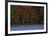 Scarlet Ibis flock-Ken Archer-Framed Photographic Print