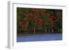 Scarlet Ibis flock-Ken Archer-Framed Photographic Print