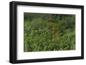 Scarlet Ibis, Shell Beach, North Guyana-Pete Oxford-Framed Photographic Print