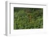 Scarlet Ibis, Shell Beach, North Guyana-Pete Oxford-Framed Photographic Print