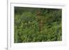 Scarlet Ibis, Shell Beach, North Guyana-Pete Oxford-Framed Photographic Print