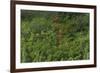 Scarlet Ibis, Shell Beach, North Guyana-Pete Oxford-Framed Photographic Print