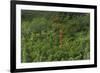 Scarlet Ibis, Shell Beach, North Guyana-Pete Oxford-Framed Photographic Print