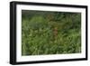 Scarlet Ibis, Shell Beach, North Guyana-Pete Oxford-Framed Photographic Print