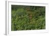 Scarlet Ibis, Shell Beach, North Guyana-Pete Oxford-Framed Photographic Print