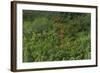Scarlet Ibis, Shell Beach, North Guyana-Pete Oxford-Framed Photographic Print