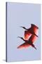 Scarlet Ibis Two in Flight-null-Stretched Canvas