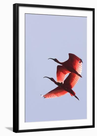 Scarlet Ibis Two in Flight-null-Framed Photographic Print