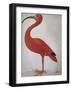 Scarlet Ibis with an Egg, 1699 - 1700-Maria Merian-Framed Art Print